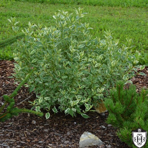 Cornus sericea 'White Gold' - Võsund-kontpuu 'White Gold'